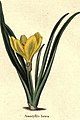 The botanic garden (Plate 1) - Amaryllis lutea.jpg