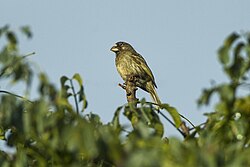 Thick-billed Seedeater.jpg