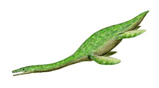 <i>Thililua</i> Extinct genus of reptiles