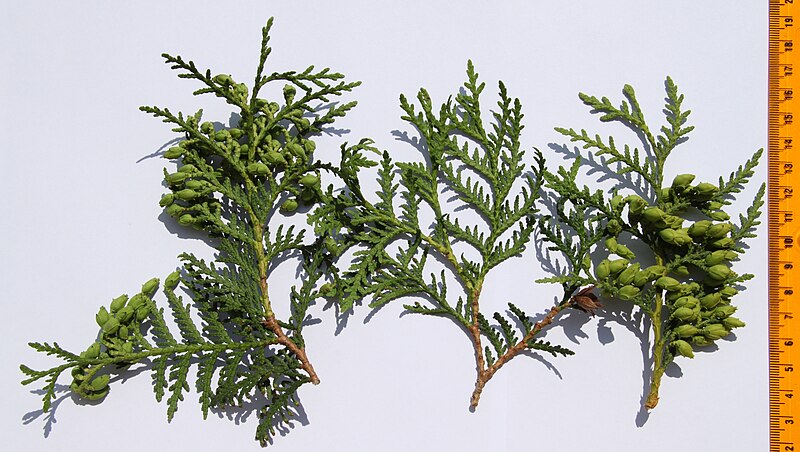 File:Thuja occidentalis foliage 3.JPG