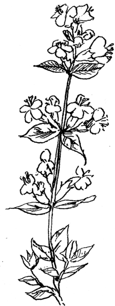 File:Thyme (PSF).png