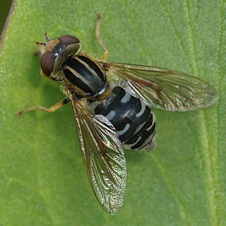 <i>Lejops</i> Genus of flies