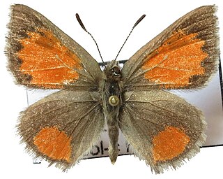 <i>Tomares callimachus</i> Species of butterfly