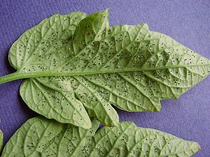 Tomato leaf covered with nymphs of whitefly parasitised by Encarsia formosa