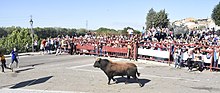 Miniatura para Torneo del Toro de la Vega