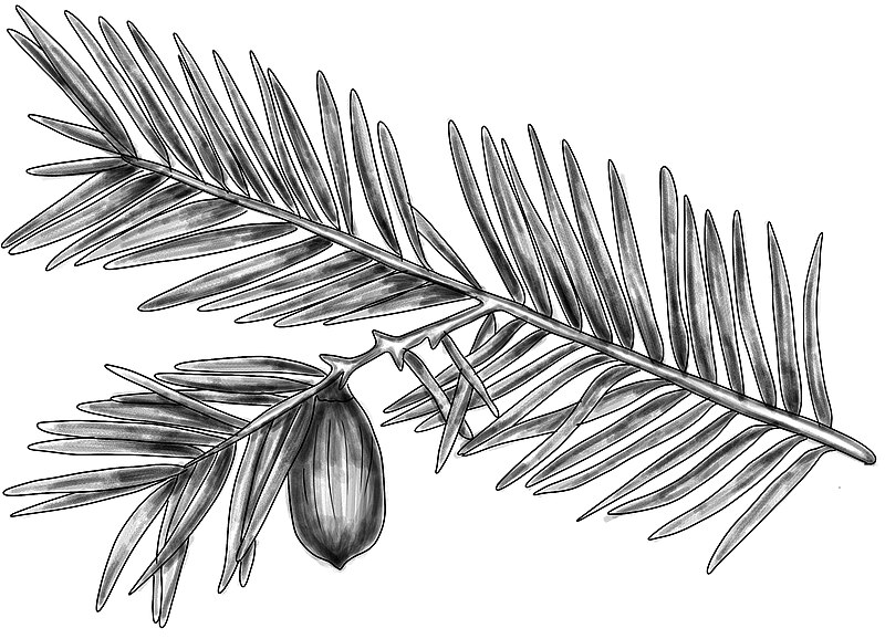 File:Torreya grandis BYN.jpg