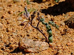 Trachyandra tortilis ✓