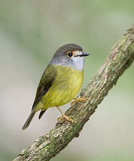Pale-yellow robin species of bird