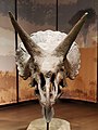 Triceratops horridus skull, Tellus Science Museum 1.jpg