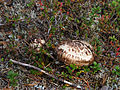 « Mousseron Goliath », récolté dans le Norrland (Suède). Ce nom normalisé est généralement synonyme de Tricholoma caligatum (Viv.) Ricken