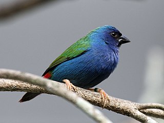 <span class="mw-page-title-main">Tricolored parrotfinch</span> Species of bird