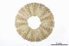 File:Trigonocidaris micropora - ECH-000506 hab-dor.tif (Category:Echinodermata in the Natural History Museum of Denmark)