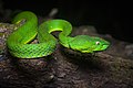 Snakes. Here Vogel's pit viper (trimeresurus vogeli)