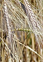 Khorasan wheat (Kamut)