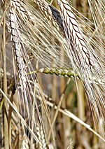 Thumbnail for Khorasan wheat