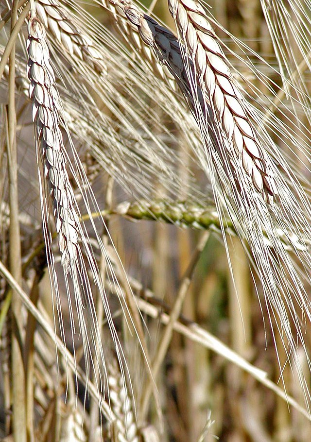 Blé barbu — Wikipédia