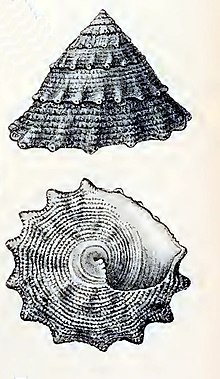 Trochus tubiferus 001.jpg