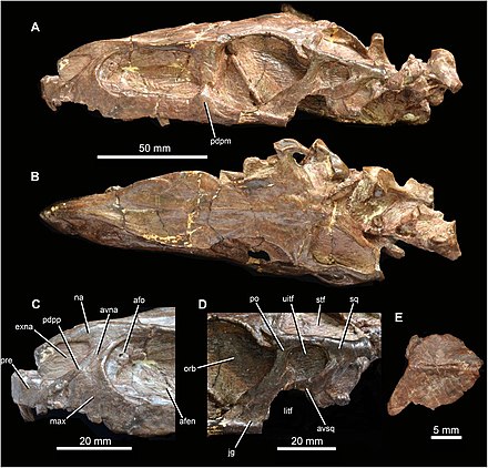 Turfanosuchus Wikiwand - 