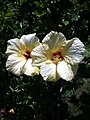 Two garden flowers