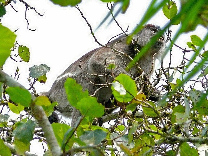 File:Ugandan Red Colobus (Procolobus tephrosceles) (7079214949).jpg