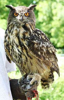 Eagle owl (Bubo bubo)