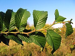 Карагач что это за дерево. Вяз на Дальнем востоке. Қайрағоч (Ulmus). Вяз гибридный 