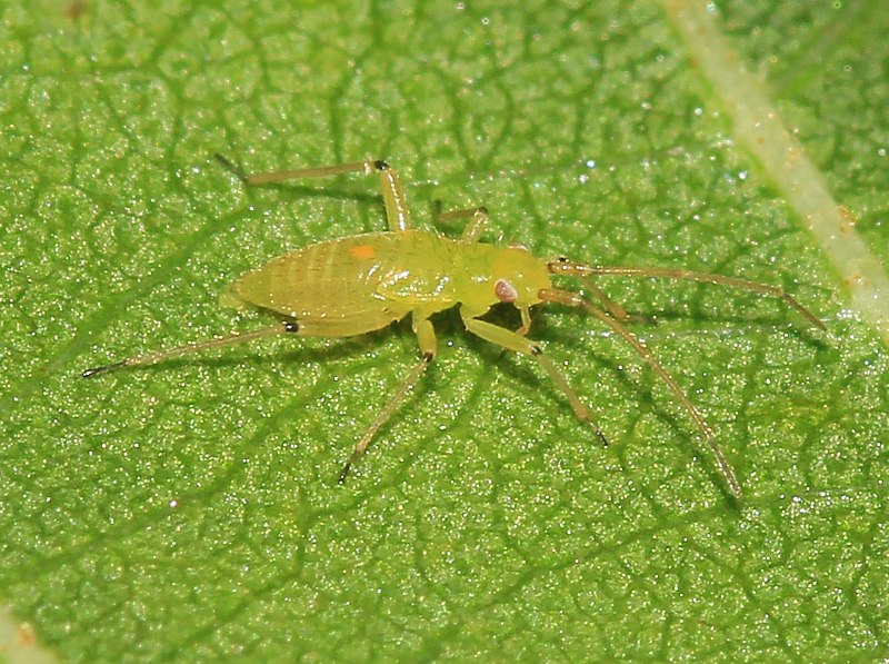 File:Unid. mirid nymph - Flickr - S. Rae.jpg