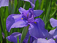 Unidentified Iris Chanticleer Blue 3264px.jpg