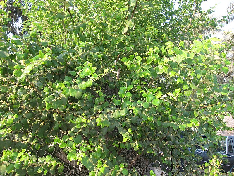 File:Unidentified Plants - പേരറിയുമോ - 2012-10-25 - 2.jpg