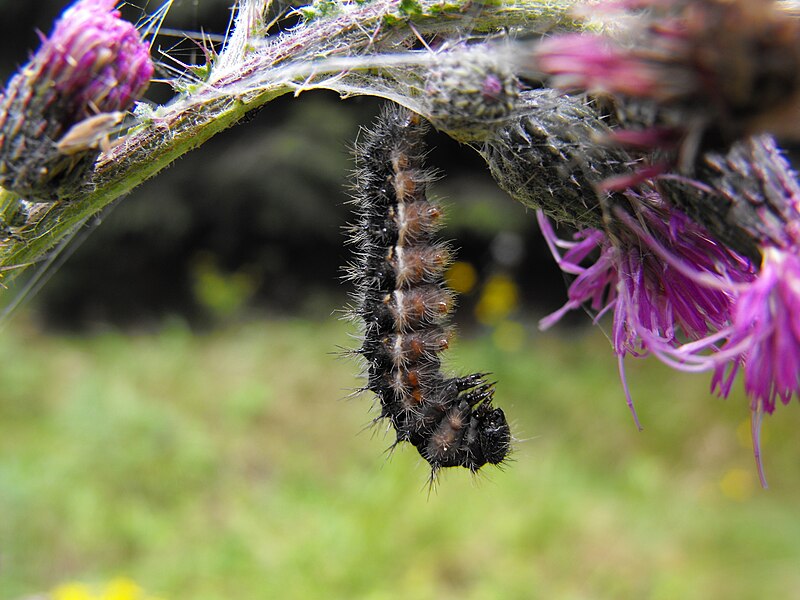 File:Unidentified caterpillar - 20090827.jpg