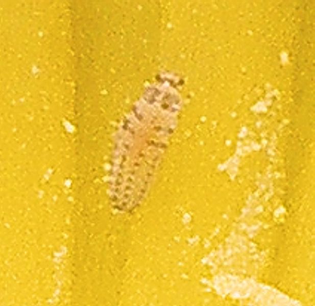 File:Unknown larvae.jpg
