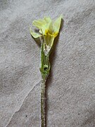 Urocystis primulae on Primula vulgaris dissected.jpg