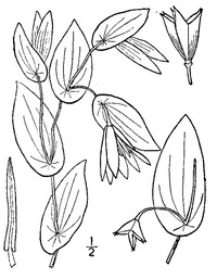 Botanical illustration of Uvularia perfoliata (1913) Uvularia perfoliata L. - perfoliate bellwort.tiff