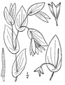 Uvularia perfoliata L. - perfoliate bellwort.tiff