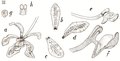 Vanda crassiloba tab 120 fig. III in: Johannes Jacobus Smith: Icones Orchidacearum Malayensium II (1938) (Detail)
