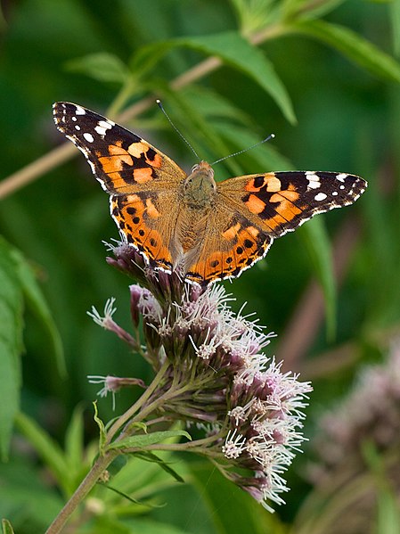 File:Vanessa cardui LC0307.jpg