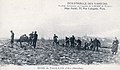 La récolte du varech à l'Île-d'Arz dans la décennie 1920 (carte postale).