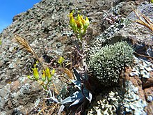 Growing with licen. Verity's dudleya photo 7877679.jpg