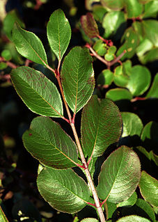 <i>Viburnum rufidulum</i> Species of shrub