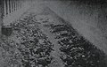 Victimes du camp à l'arrivée de l'Armée rouge en 1945.jpg