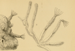 <i>Victorella</i> Genus of moss animals