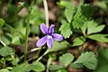 Viola uliginosa flower Sweden - Uppland