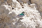 Thumbnail for File:Violet-green swallow (14334972655).jpg