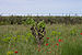 Vitis vinifera and Papaver rhoeas, Castelnau-de-Guers, Hérault 02.jpg