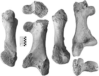 <i>Vorombe</i> Extinct genus of birds