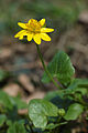 English: Ficaria verna, natural reserve Vrbenské rybníky near České Budějovice, Czech republic