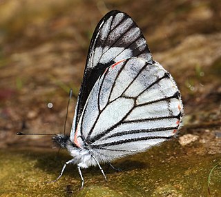 <i>Neophasia</i> Butterfly genus in family Pieridae