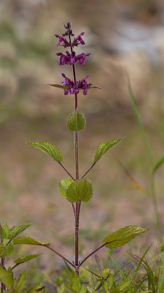 <i>Stachys sylvatica</i> Species of herb