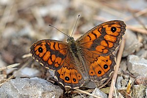 Wall (Lasiommata megera) male Italy.jpg