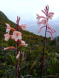 Miniatura per Watsonia